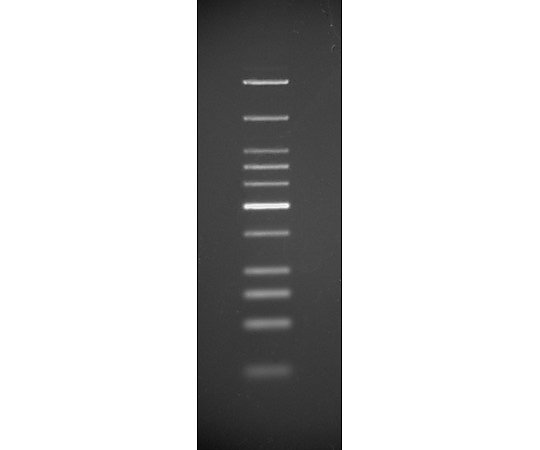 2-4298-10 Low Molecular Weight DNA Ladder N3233S 【AXEL】 アズワン