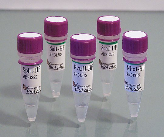 【冷凍】BioLabs2-4303-25ハイフィデリティー制限酵素Ｒ３１９５Ｓ【1セット】(as1-2-4303-25)