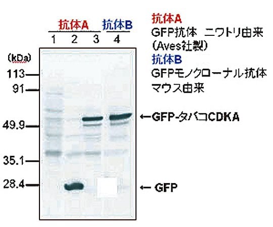 2-5139-01 ＧＦＰ抗体 GFP-1010