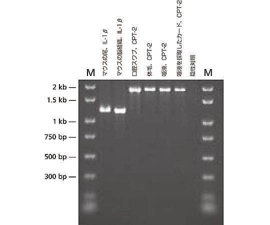 2-5954-26 ゲノムＤＮＡ抽出ＰＣＲキット （補充溶液） 1000 E3004-12ML