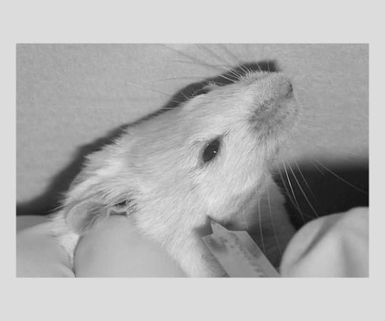 2-9574-01 アニマルランセット 4mm200本入 【AXEL】 アズワン