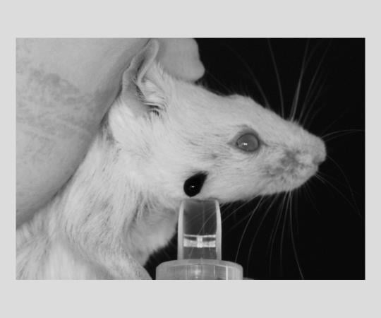 2-9574-02 アニマルランセット 5mm200本入 【AXEL】 アズワン