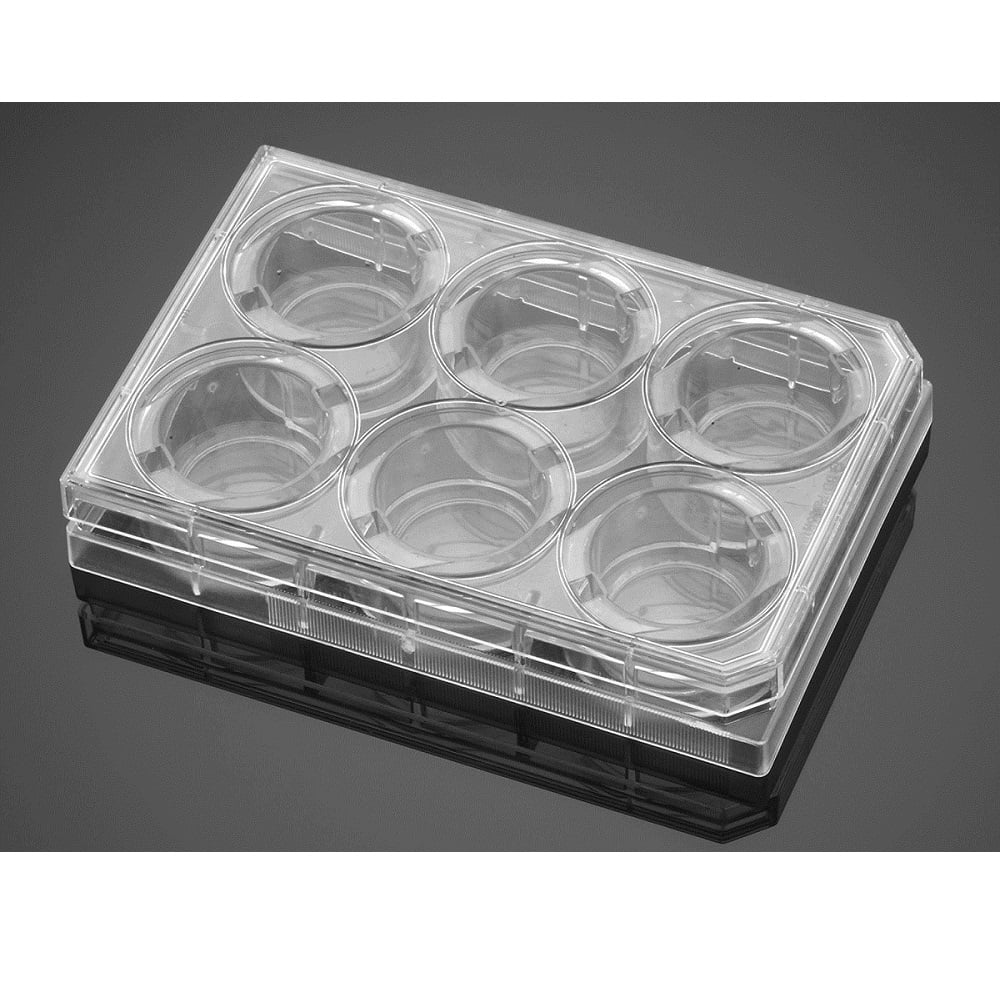 その他 K* 354413 | Corning® BioCoat®ポリ-D-リジン 6ウェル透明マルチ