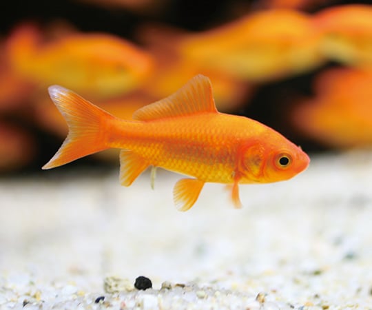 3 3314 12 試験研究用魚類 両生類 金魚 小赤 Axel アズワン 3 3314 12 試験研究用魚類 両生類 金魚 小赤 Axel アズワン