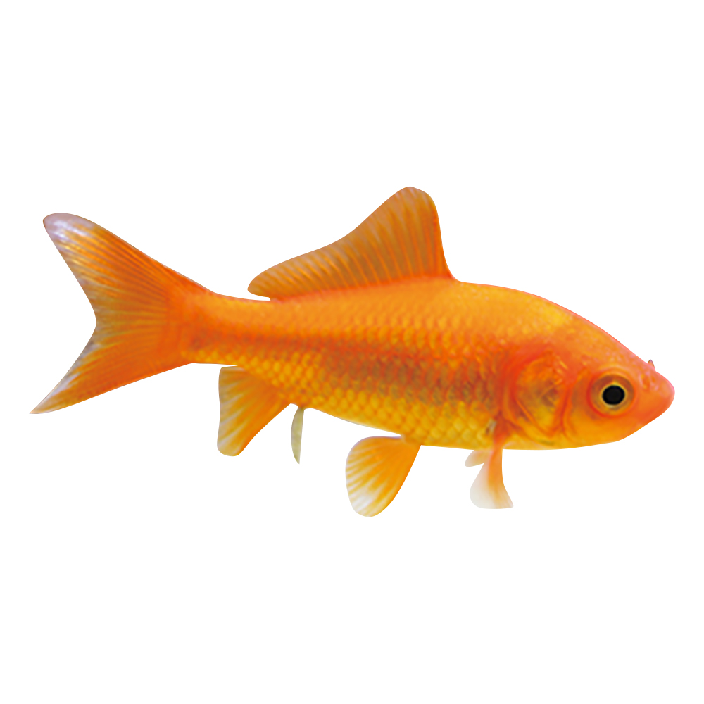 Hcsialzjb21wwm Hcsialzjb21wwm