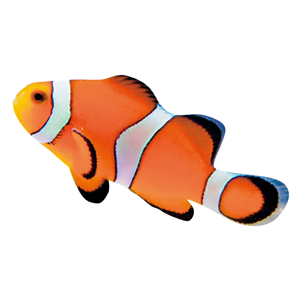 3 3316 01 試験研究用魚類 両生類 カクレクマノミ Axel アズワン 3 3316 01 試験研究用魚類 両生類 カクレクマノミ Axel アズワン