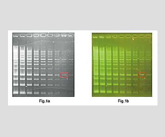 3-5177-02 DNA・タンパク質蛍光染色試薬 Novel Green Plus LD003-0500