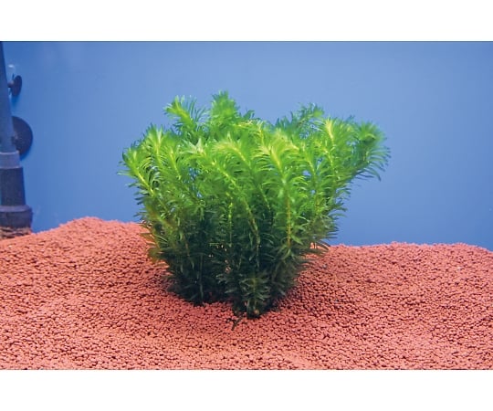 【送料定額】3-5208-01試験・研究用水草アナカリス【1箱(10株入)】(as1-3-5208-01)