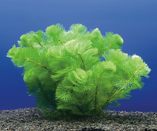 【送料定額】3-5208-02試験・研究用水草カボンバ【1箱(10株入)】(as1-3-5208-02)