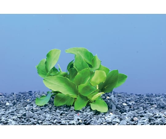 【送料定額】3-5208-03試験・研究用水草アヌビアス・ナナ【1箱(10株入)】(as1-3-5208-03)