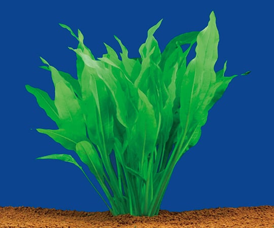 【送料定額】3-5208-04試験・研究用水草アマゾンソード【1箱(10株入)】(as1-3-5208-04)