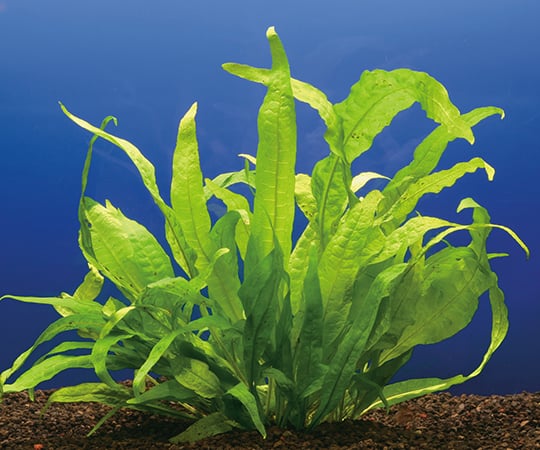 【送料定額】3-5208-05試験・研究用水草ミクロソリウム【1箱(10株入)】(as1-3-5208-05)