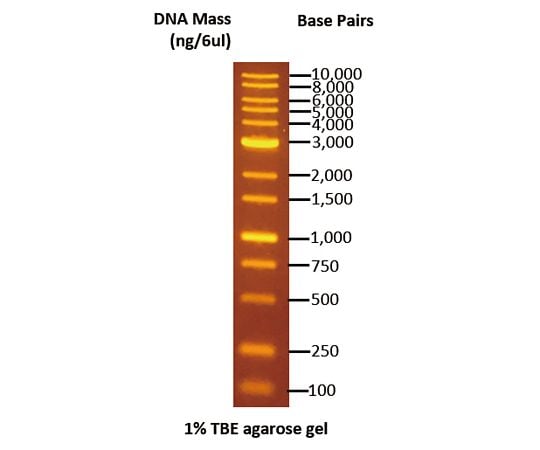 DNA電気泳動マーカー 100～10000bp DMF13-0100
