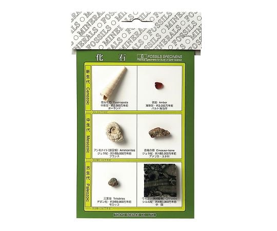 東京サイエンス3-654-01化石標本６種【1セット】(as1-3-654-01)