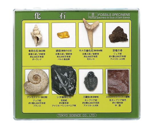 化石標本（化石標本8種）