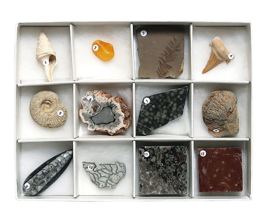 化石標本（化石標本12種）