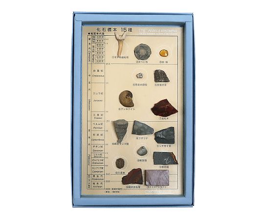 化石標本（化石標本15種） 