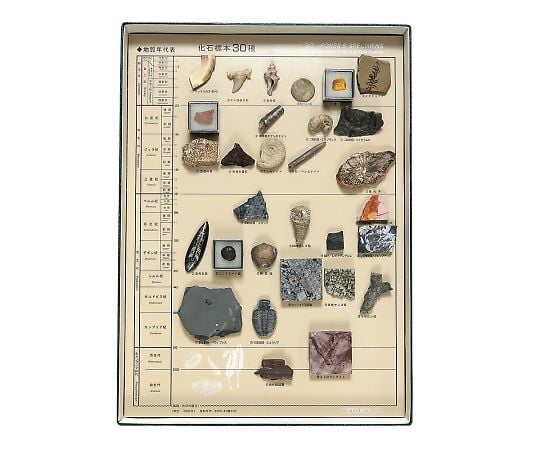 化石標本（化石標本30種）