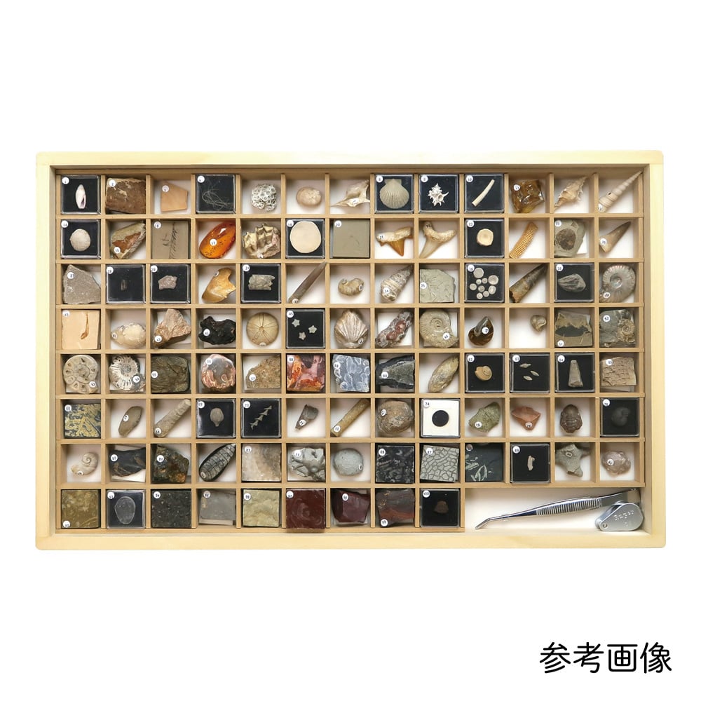 東京サイエンス3-654-06化石標本１００種【1セット】(as1-3-654-06)