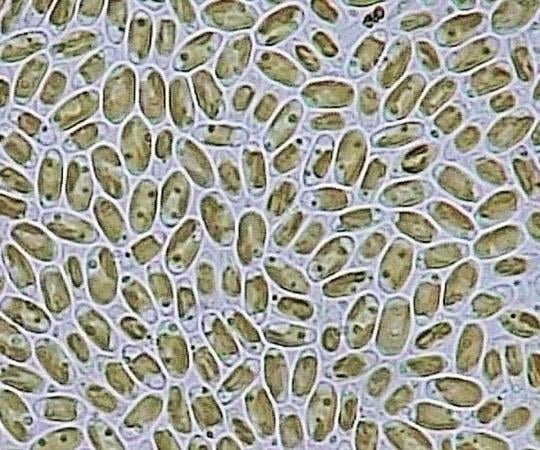試験・研究用微細藻類 ソラリス