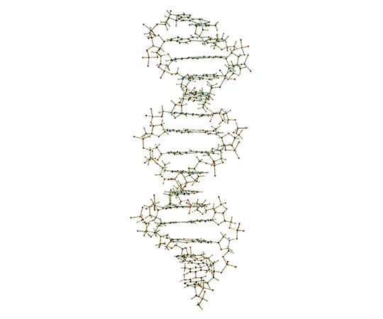 3-9228-02 DNA・RNA分子模型 教育用 吊下げ型DNA分子模型組立キット W19800