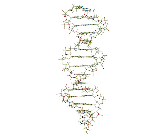 DNA・RNA分子模型 教育用 吊下げ型DNA分子模型組立キット W19800
