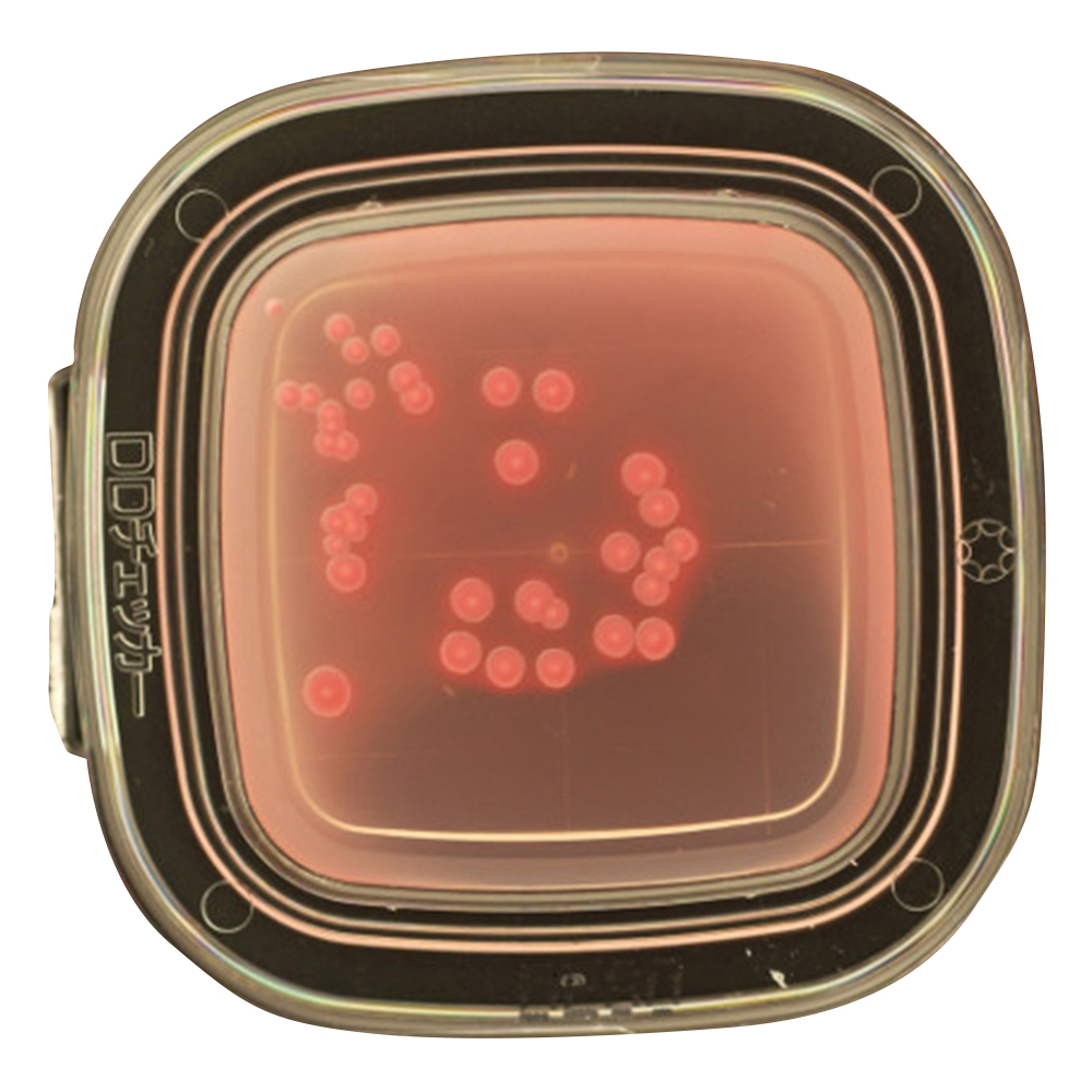 DDチェッカー（細菌検出用培地） デオキシコレート寒天培地 大腸菌群検出用 1箱（100枚入） 04211