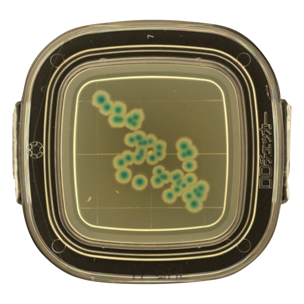 DDチェッカー（細菌検出用培地） X-GAL寒天培地 大腸菌群検出用 1箱（100枚入） 04221