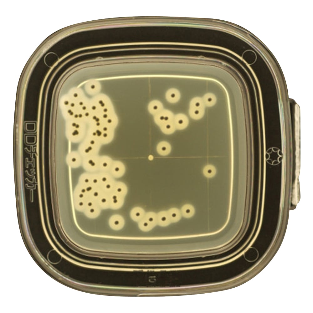 DDチェッカー（細菌検出用培地） TGSE寒天培地 黄色ブドウ球菌検出用 1箱（100枚入） 04251