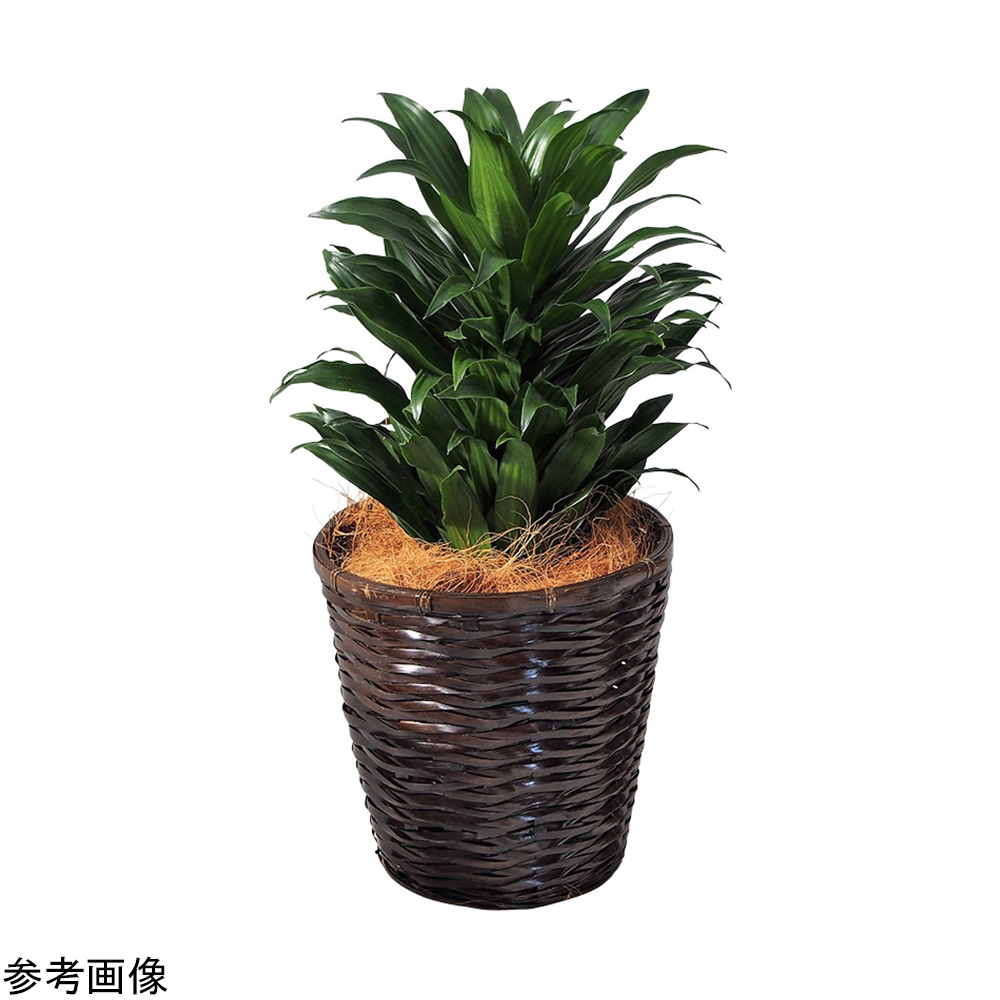 4-5290-05 観葉植物（生木）ドラセナコンパクタ