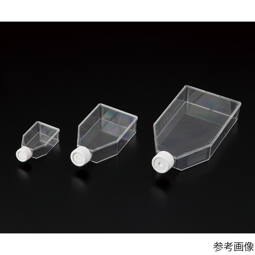 【ゆう】7株セット　胞子培養 ◾️ビカクシダ10種セット 胞子培養苗公式 ストア