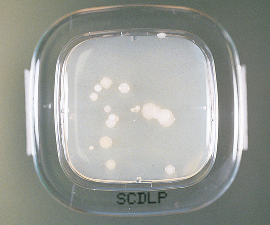 6-8778-19 細菌検出用培地 DDチェッカー （SCDLP寒天） 04330