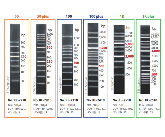 60-2977-34 XL-DNA Ladder 100 KE-2310 【AXEL】 アズワン