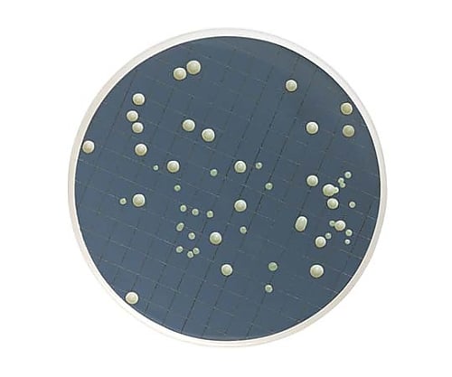 m-Green液体培地 アンプル2mL 酵母及びカビ 50×1ST 1箱（50個入）