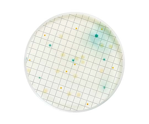 61-0194-40Pseudomonas Selective液体培地 アンプル2mL 緑膿菌用 50×1STMHA000P2P