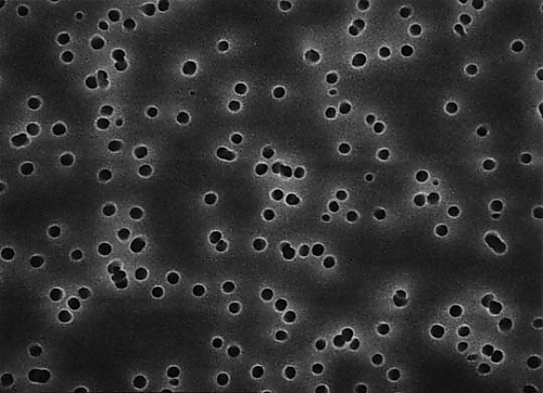 Isopore disc PC philic 0.22μm 25mm brn pln 100/Pk 100PK