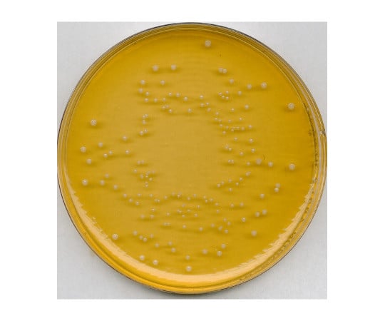 ユニバーサル ビアー寒天培地 微生物学用 100445 500G