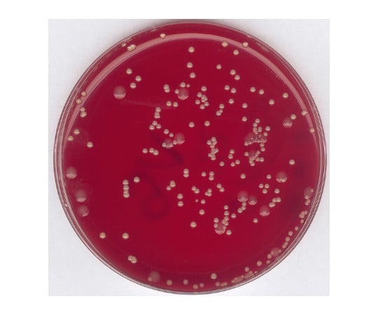 ブドウ球菌選択増菌ブイヨン基礎培地(BAIRDによる) 微生物学用 107899 500G