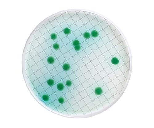 ミリフレックス セトリミド寒天充填済培地カセット 48×1ST 1箱（48個入）