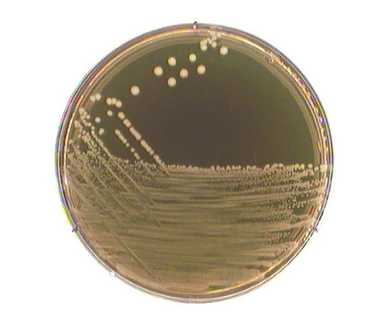 M 17 寒天培地(TERZAGHIによる) 微生物学用 115108 500G