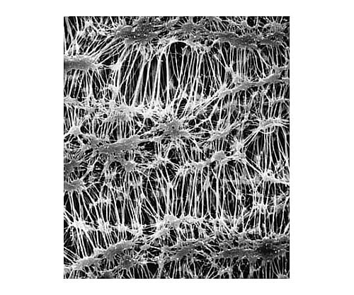 Fluoropore disc PTFE phobic 0.22μm 90mm wh pln 50/Pk 50PK