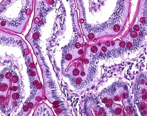 tomoページ 61-0290-33 PAS染色キット ムコ多糖類の染色用 101646 2×500mL 1.01646