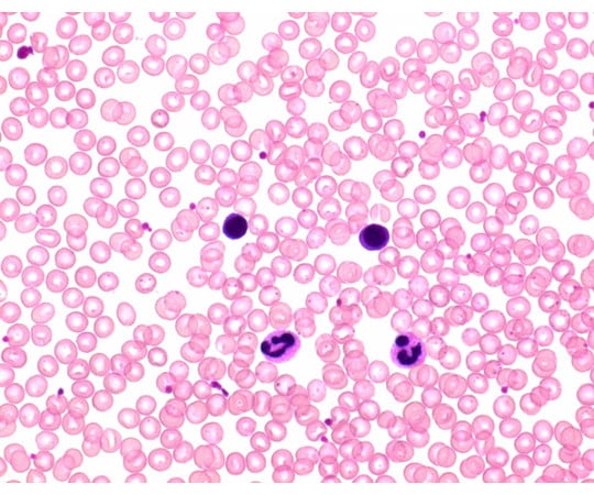 ヘマカラー(R) 溶液2 赤色液 Hemacolor(R) 111956 2.5L