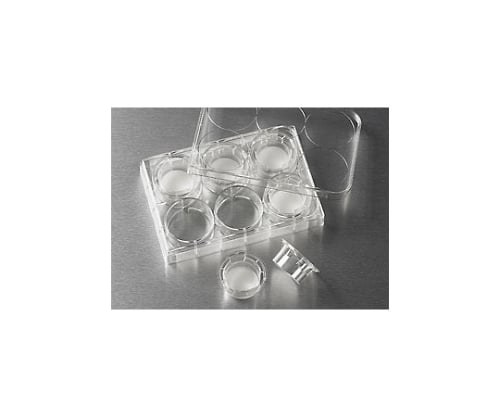 トランズウェル6ウェル8.0μm細胞培養表面処理済み 1ケース（6個×4パック入）