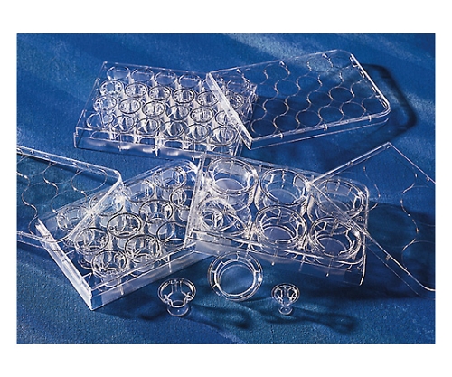 トランズウェルクリアー6ウェル0.4μm細胞培養表面処理済み 1ケース（6個×4パック入）