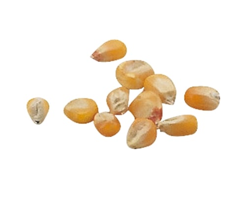 取扱を終了した商品です］野菜の種(苗床付) とうもろこし 2738