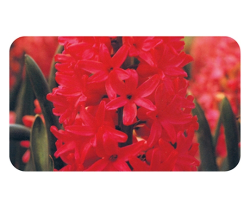 取扱を終了した商品です ヒヤシンス 赤 球根 2785 61 6011 40 Axel アズワン 取扱を終了した商品です ヒヤシンス 赤 球根 2785 61 6011 40 Axel アズワン