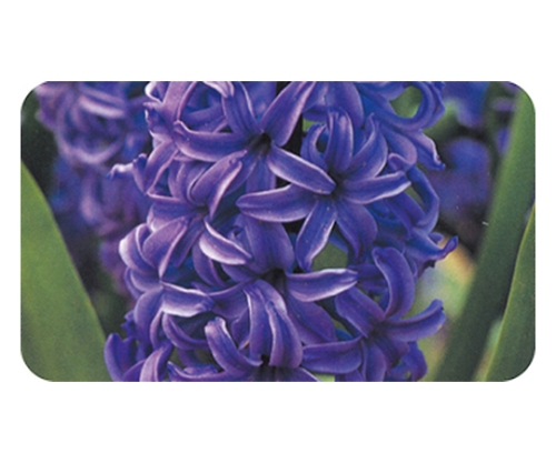 ヒヤシンス 球根 アーテック Axel アズワン ヒヤシンス 球根 アーテック Axel アズワン