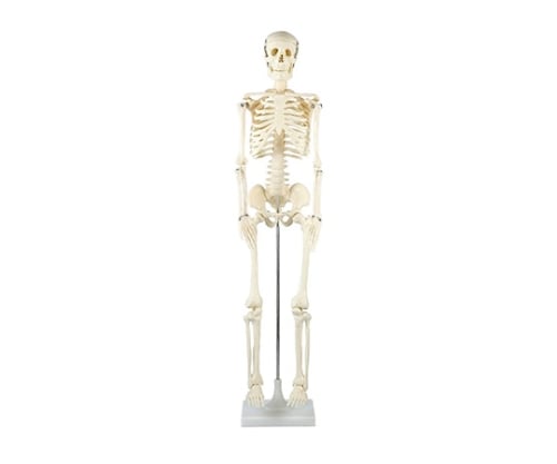 人体骨格模型　85cm　1/2サイズ
