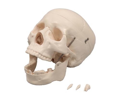 取扱を終了した商品です］頭蓋骨模型 9700 61-6022-80 【AXEL】 アズワン